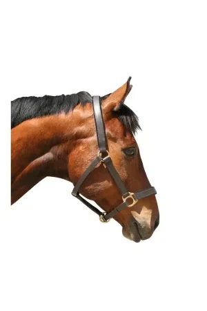 Nouvel Arrivage Licol cheval cuir Eco