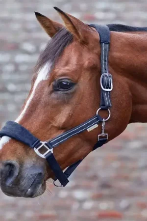 Vente Directe Licol cheval nylon matelassé Alcantara - Waldhausen