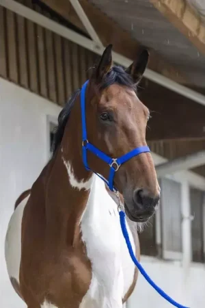 Expédié Aujourd'hui Licol + Longe cheval Start - Riding World