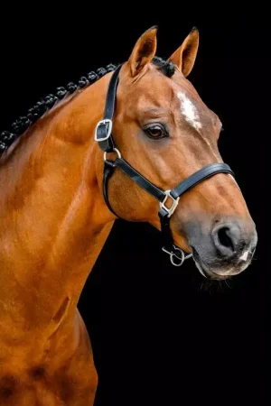 Achat Immédiat Licol cheval cuir Signature - Horseware