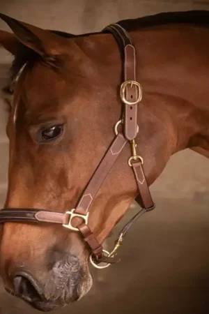 Achat Immédiat Licol cuir cheval 3 mousquetons - Paddock Sports