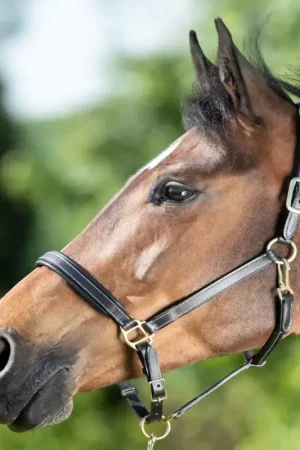 Licol cuir cheval coutures crèmes - HFI Prix Promo