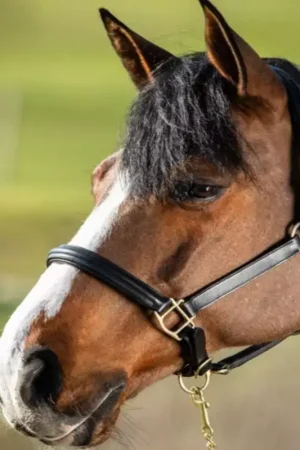 Licol cuir cheval muserolle bombée - HFI Pas Cher