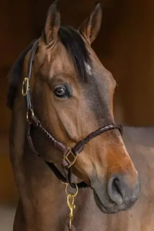 Licol cuir cheval tressé - HFI Haute Qualité