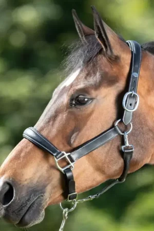 Licol cuir cheval transport/grooming - HFI Meilleur Prix