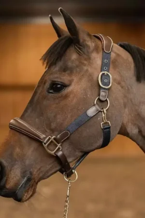 Bon Marché Licol cheval cuir et nylon - HFI