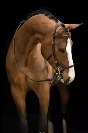 Acheter En Ligne Bridon anatomique Micklem Rambo Competition Original - Horseware