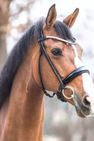 Affaire À Saisir Bridon cheval anatomique Florina - Kavalkade