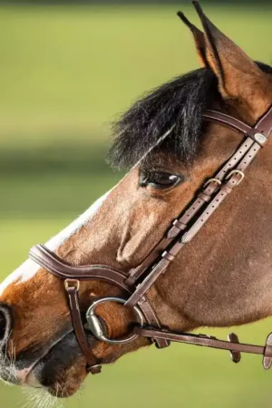 Vente Flash Bridon cheval cuir muserolle anatomique Techno - HFI