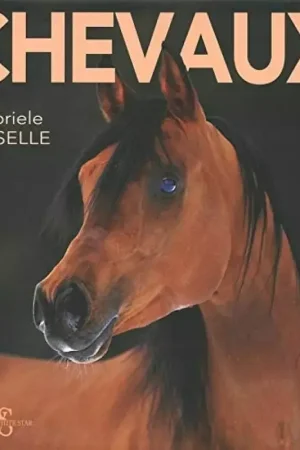 Chevaux - White star Meilleur Prix