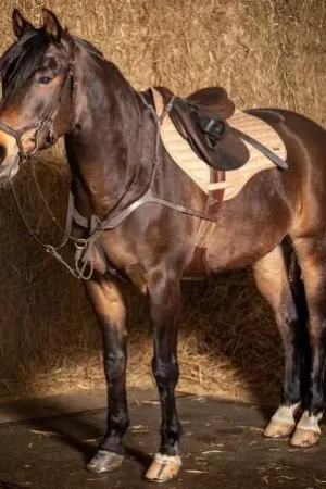 Dernière Chance Collier de chasse Deluxe - Harry's Horse