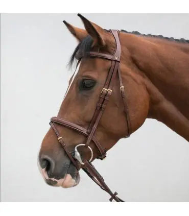 Achat Immédiat Bridon classique – confort et stabilité pour chevaux calmes