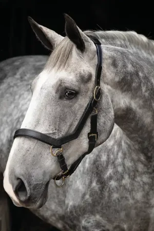 Vente Flash Horseware Rambo Micklem Headcollar - Black , Pony