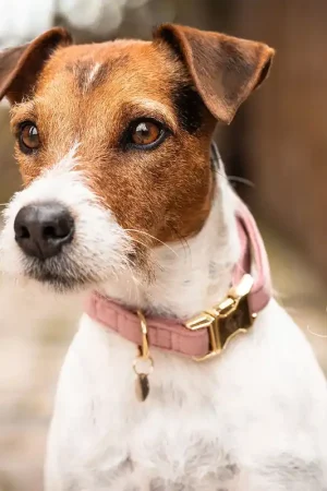 Livraison Express Collier pour chien Kentucky Dogwear Halsband "Velvet" - Old Rose , XL