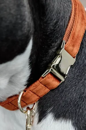 Achetez Aujourd'hui Kentucky Dogwear Collier pour chien "Velvet" - Orange , XL