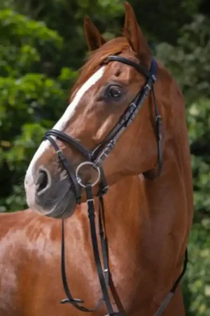 Meilleur Choix Bridon muserolle combinée Riding World noir
