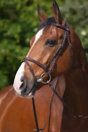 Commander Vite Bridon muserolle combinée Riding World havane