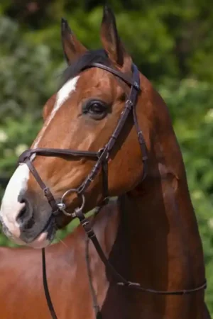 Must-Have Bridon muserolle croisée Riding World havane