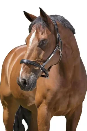 Vente Flash Licol cuir Grooming Norton Pro noir