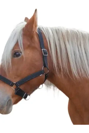 Licol cheval de trait Norton Pro noir Usine Directe