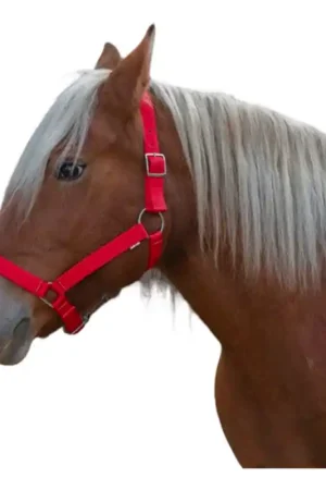 Licol cheval de trait Norton Pro rouge Top Vente
