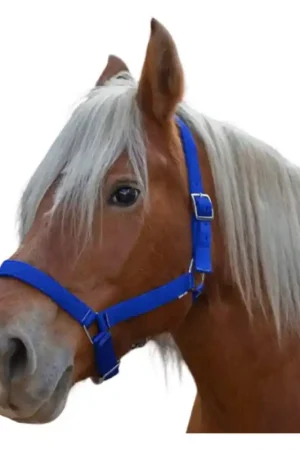 Bon Plan Licol cheval de trait Norton Pro bleu roi