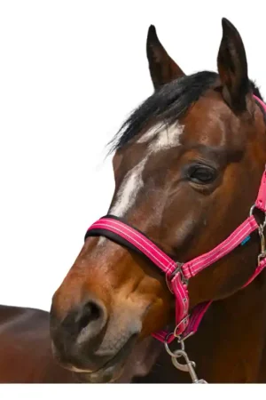 Offre Spéciale Licol 4lines Norton vieux rose