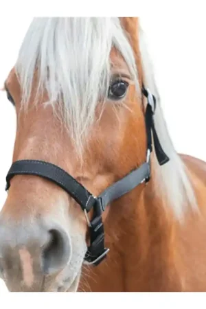 Certifié Licol cheval de trait Norton noir