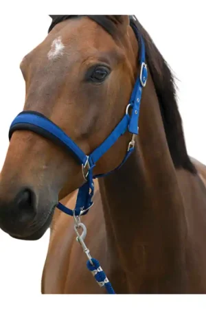 Meilleur Choix Licol + longe Large Norton bleu