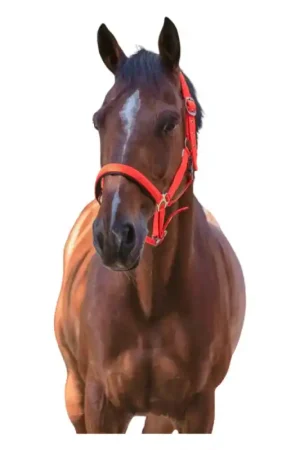 Certifié Licol Fluo Norton orange