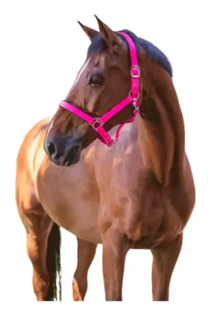 Licol Fluo Norton rose Dernière Chance