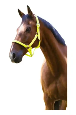 Offre Du Jour Licol Fluo Norton jaune