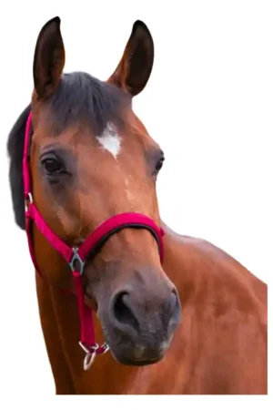 Solde Licol doublé néoprène Norton rouge