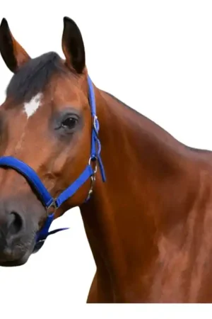 Expédition Rapide Licol doublé néoprène Norton bleu roi