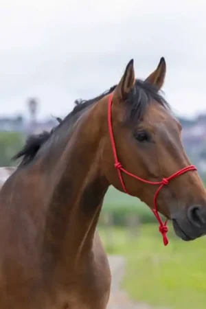 Licol éthologique corde Fin Riding World rouge Livraison Express
