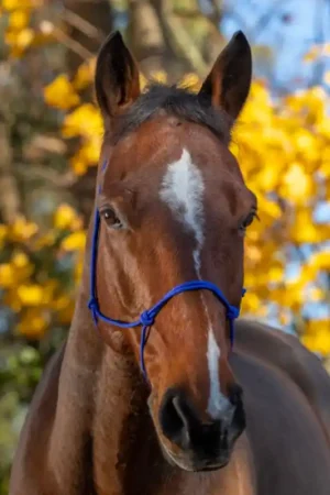 Offre Exclusive Licol éthologique corde Fin Riding World bleu roi