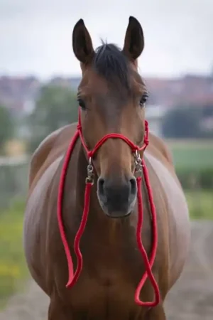 Licol éthologique avec rênes Norton rouge Quantité Limitée