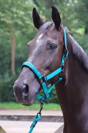 Meilleure Vente Longe d'attache Charming Lami-cell turquoise