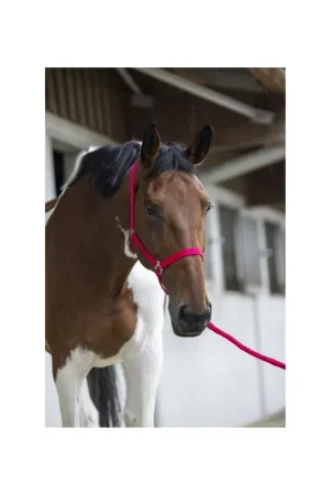 Marque Licol + longe Riding World Club