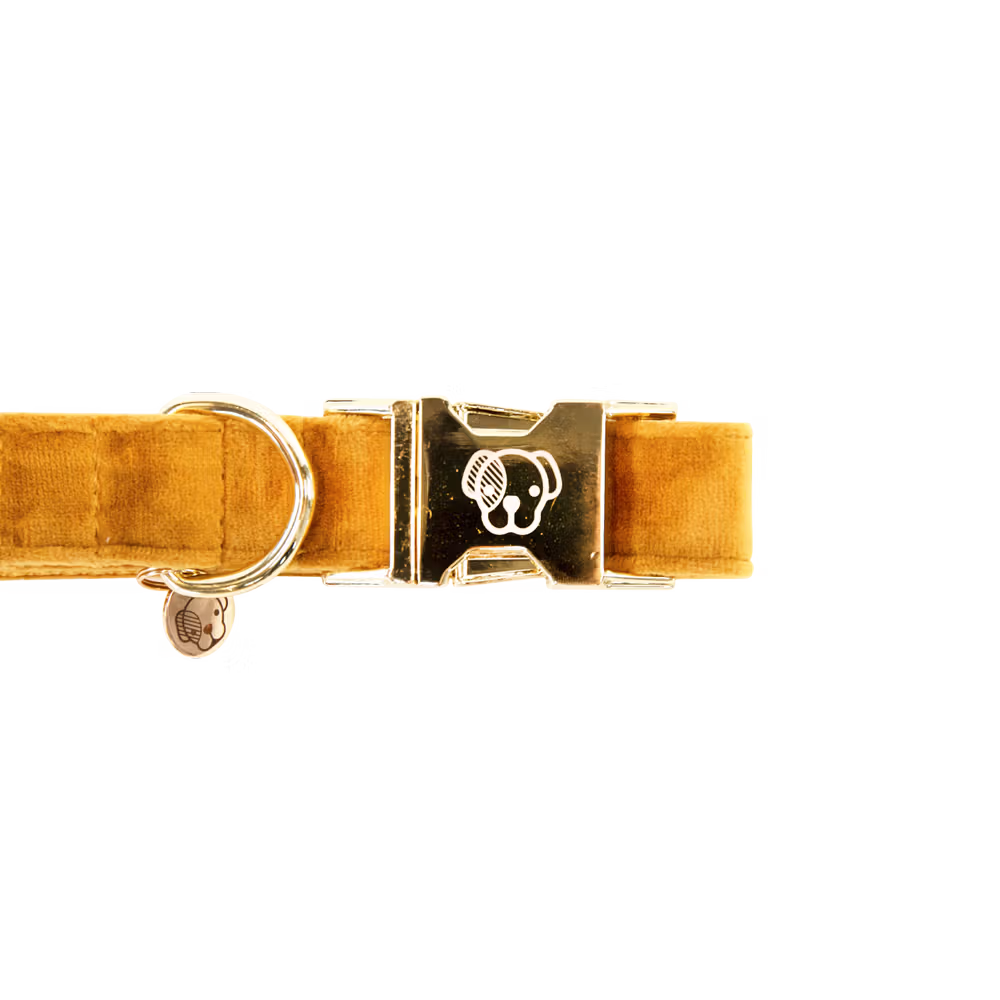 Offre Limitée Collier pour chien Velvet