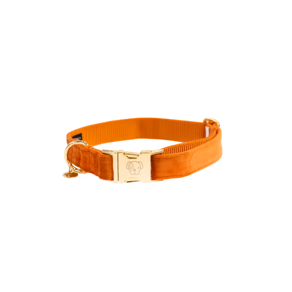 Collier pour chien Velvet Authentique