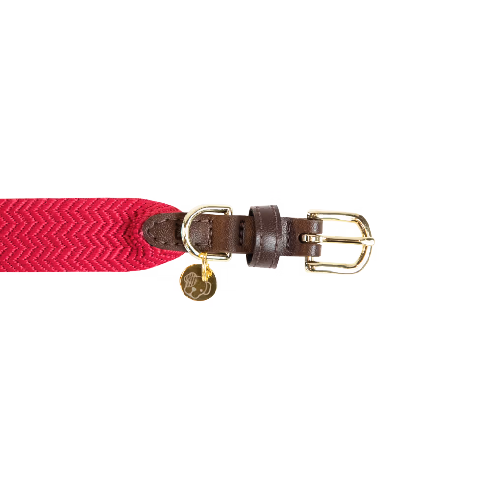 Achetez Aujourd'hui Collier pour chien Jacquard