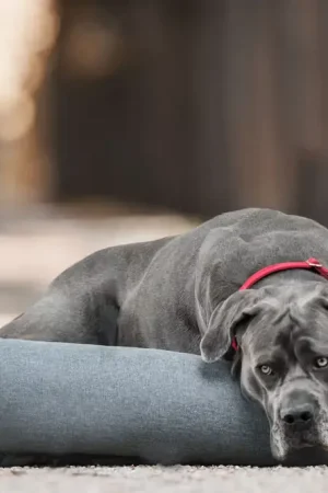 Vente Flash Lit pour chien Soft Sleep