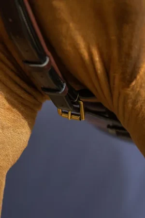 Nouveauté Yoke