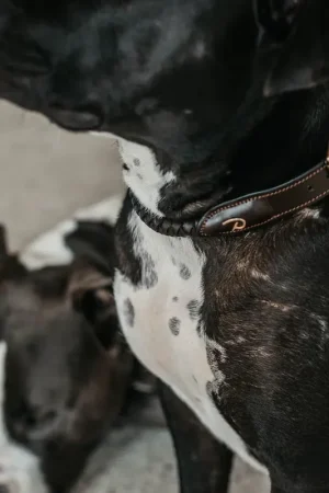 Acheter Direct Collier pour chien tréssé
