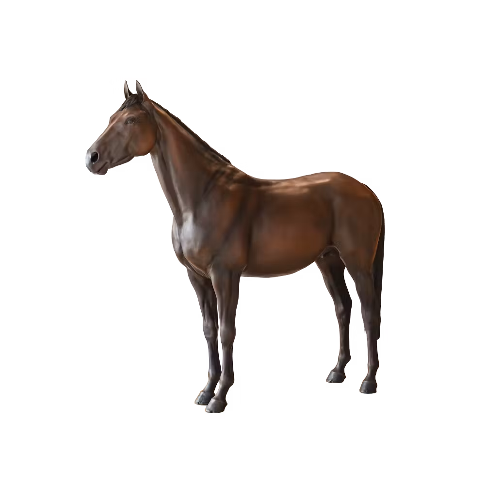 Mannequin cheval La Paz Acheter En Ligne