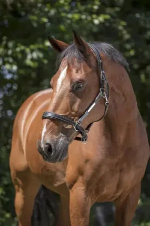 Vente Directe Licol cuir NORTON PRO "Grooming"