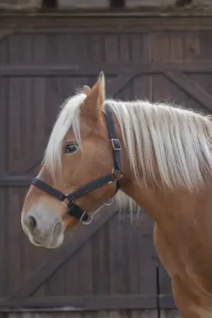 Affaire À Saisir Licol NORTON PRO pour cheval de trait
