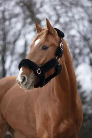Meilleur Choix Licol EQUITHÈME "Teddy rose gold"