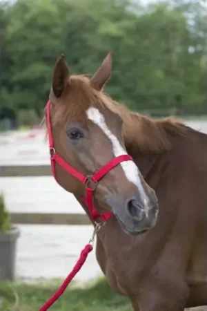 Dernier Modèle Licol + longe RIDING WORLD "Club"